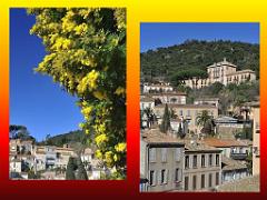 183 D25 BORMES LES MIMOSAS 3_000031